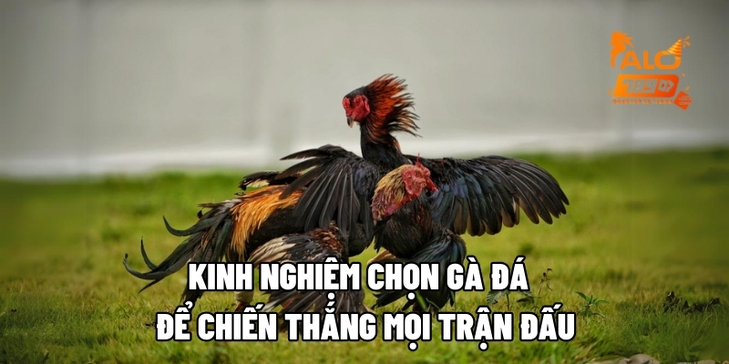 kinh nghiem chon ga da alo789 1