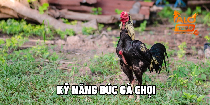 ky nang duc ga choi alo789 1